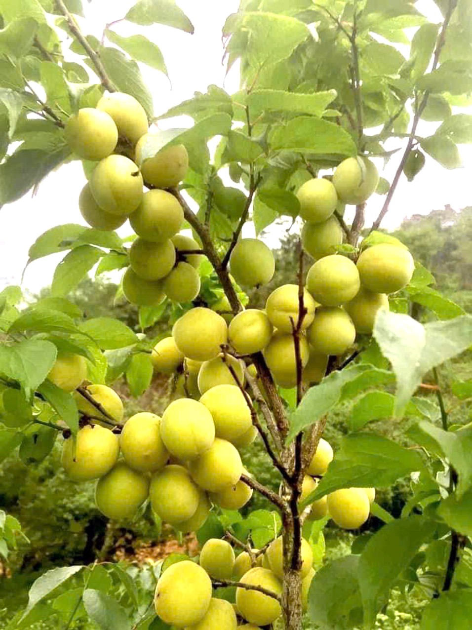 The Journey of Elevating Bac Kan Apricot Trees into OCOP Products