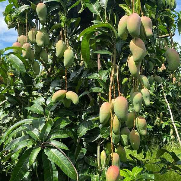 Xoài hạt lép HTX GAP Cù Lao Giêng sản phẩm OCOP 3 SAO Xoài hạt lép HTX GAP Cù Lao Giêng sản phẩm OCOP 3 SAO