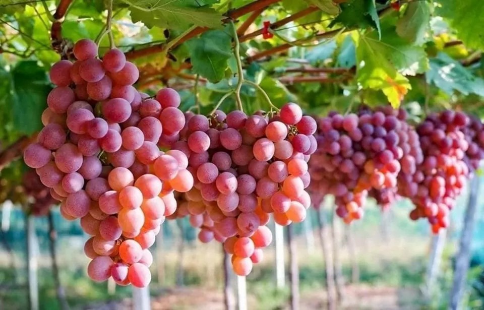 Nho Ninh Thuận “lên đời” nhờ OCOP