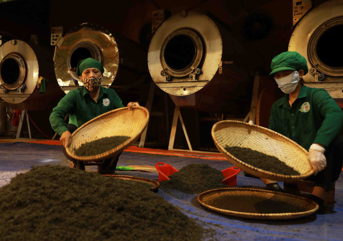 Phân loại chè trước khi đóng gói thành phẩm ở Hợp tác xã chè Hảo Đạt ở xã Tân Cương, thành phố Thái Nguyên. Ảnh: Vũ Sinh/TTXVN