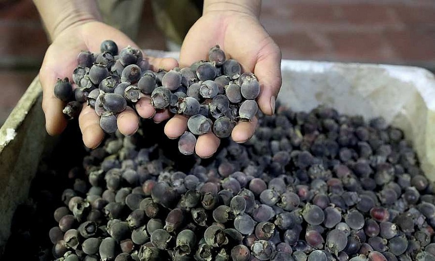 Kiên Giang: Sim rừng Phú Quốc - Từ đặc sản địa phương đến cơ hội xuất khẩu Kiên Giang: Sim rừng Phú Quốc - Từ đặc sản địa phương đến cơ hội xuất khẩu