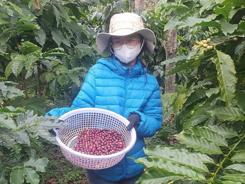 Thời gian gần đây, giá cà phê tại Việt Nam cũng như thế giới đang có nhiều biến động tạo rủi ro lớn cho các đơn vị xuất khẩu và nông dân làm nghề Thời gian gần đây, giá cà phê tại Việt Nam cũng như thế giới đang có nhiều biến động tạo rủi ro lớn cho các đơn vị xuất khẩu và nông dân làm nghề