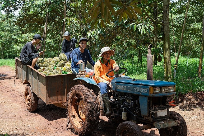 Bến Tre: Sầu riêng Việt Nam vượt sóng thị trường – Chia sẻ từ chủ thể OCOP 5 sao
