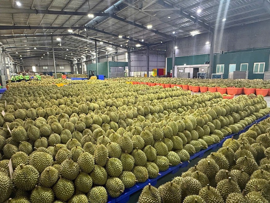 Bến Tre: Sầu riêng Việt Nam vượt sóng thị trường – Chia sẻ từ chủ thể OCOP 5 sao