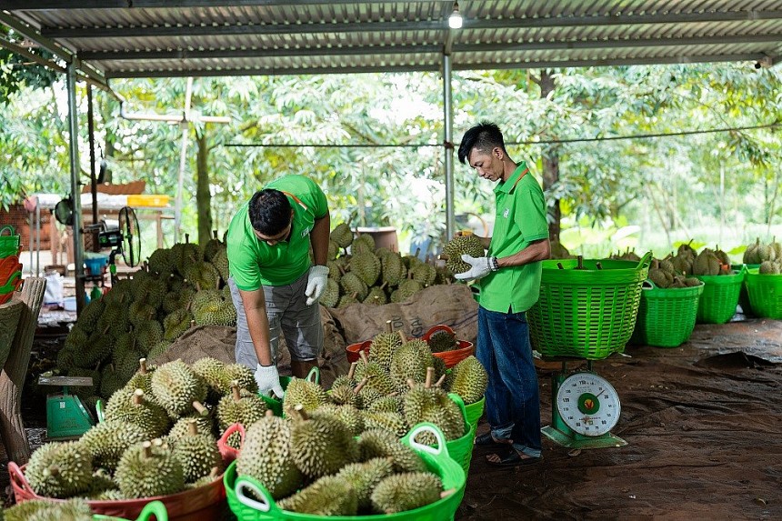 Bến Tre: Sầu riêng Việt Nam vượt sóng thị trường – Chia sẻ từ chủ thể OCOP 5 sao