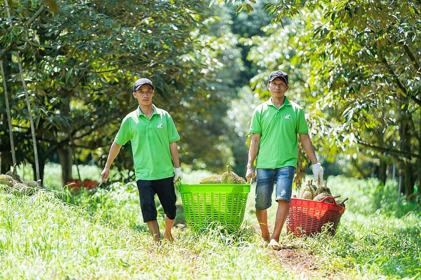 Bến Tre: Sầu riêng Việt Nam vượt sóng thị trường – Chia sẻ từ chủ thể OCOP 5 sao
