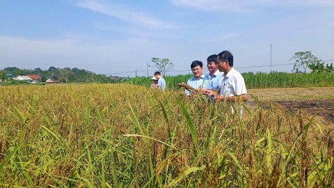 thanh hoa tap trung xay dung mo hinh khuyen nong tren cac san pham chu luc