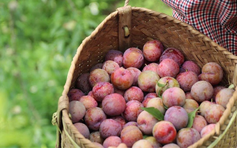 Đặc sản mận Tam hoa của vùng cao Bắc Hà Đặc sản mận Tam hoa của vùng cao Bắc Hà
