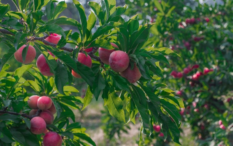 Đặc sản mận Tam hoa của vùng cao Bắc Hà Đặc sản mận Tam hoa của vùng cao Bắc Hà