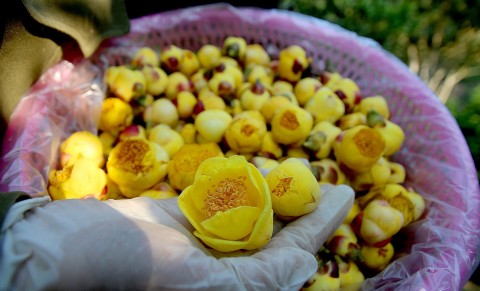 "Báu vật thoát nghèo" giúp nông dân lãi đậm
