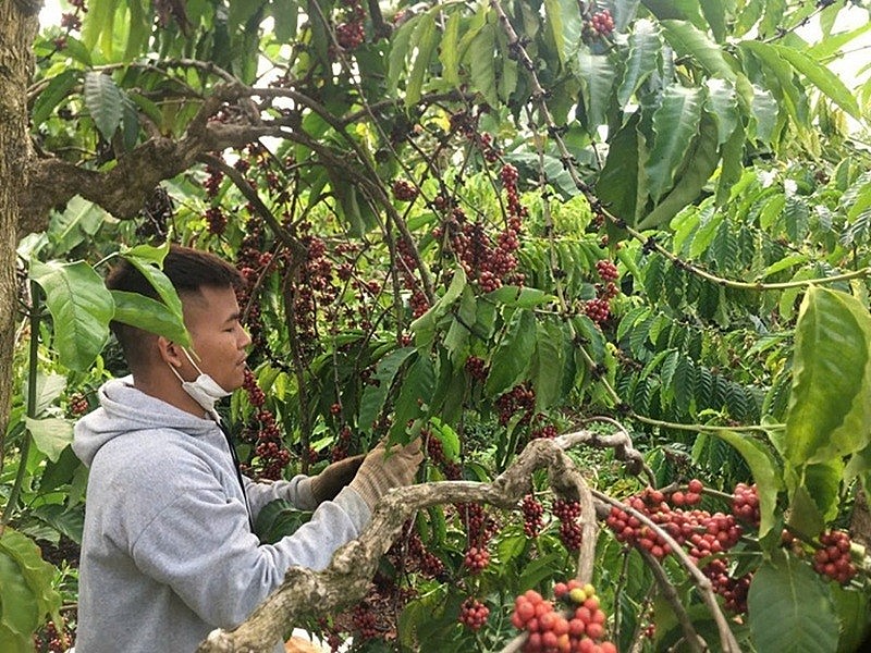 Ê Đê Café cho rằng, đa dạng hoá sản phẩm, minh bạch nguồn cung là chiến lược “sống còn” để duy trì sức cạnh tranh