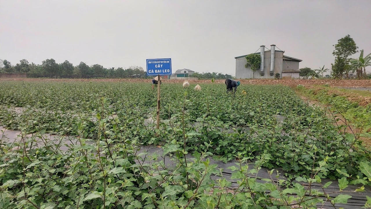 Trà Phúc - Lộc - Thọ SADU: Tinh hoa dược liệu Việt hội tụ cùng chuẩn mực quốc gia trên hành trình OCOP 5 sao Vùng nguyên liệu cà gai leo của SADU được quy hoạch và canh tác theo tiêu chuẩn hữu cơ.