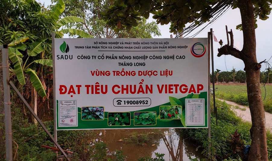 Trà Phúc - Lộc - Thọ SADU: Tinh hoa dược liệu Việt hội tụ cùng chuẩn mực quốc gia trên hành trình OCOP 5 sao Vùng nguyên liệu đạt chuẩn VIETGAP – nền tảng để SADU tạo ra những sản phẩm trà dược liệu an toàn, chất lượng cao.