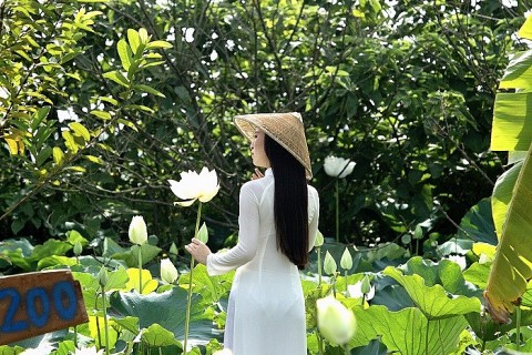 xa chuyen my ha noi da dang hoa san pham nang cao gia tri cho cay sen
