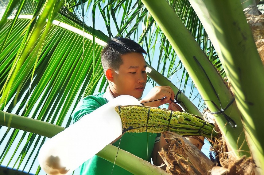 hu hoạch mật hoa đòi hỏi sự “lắng nghe”, “cảm nhận” để điều chỉnh lực gõ, mát-xa phù hợp, thể hiện sự kết nối sâu sắc giữa nông dân và cây trồng