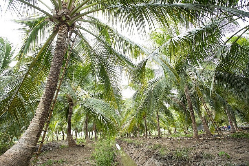 Bộ Nông nghiệp và Môi trường công bố đề án phát triển triển du lịch sinh thái vùng dừa gắn với OCOP, làng nghề Bộ Nông nghiệp và Môi trường công bố đề án phát triển triển du lịch sinh thái vùng dừa gắn với OCOP, làng nghề