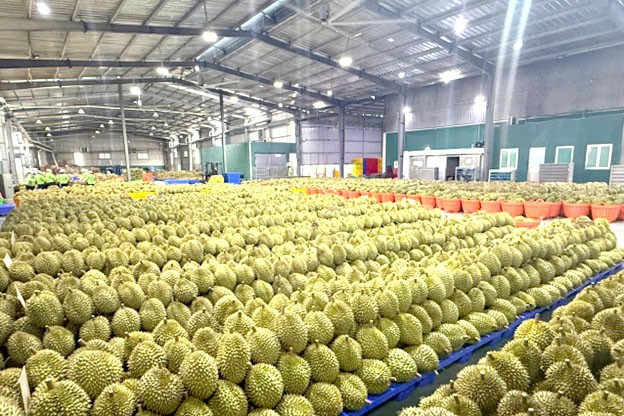 Tiềm năng thương mại nông sản Việt Nam, đặc biệt trái cây vẫn lớn. Tiềm năng thương mại nông sản Việt Nam, đặc biệt trái cây vẫn lớn.