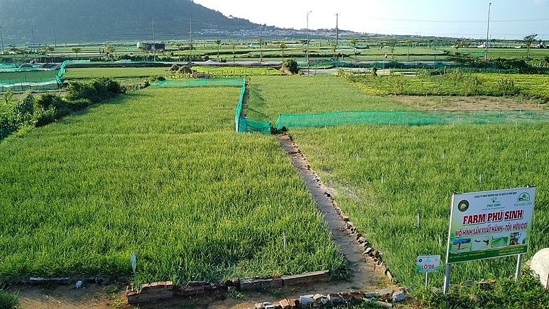 Trên hòn đảo Lý Sơn đầy nắng gió, cây tỏi không chỉ là nông sản thông thường mà đã trở thành “vàng trắng” mang lại giá trị kinh tế cao.