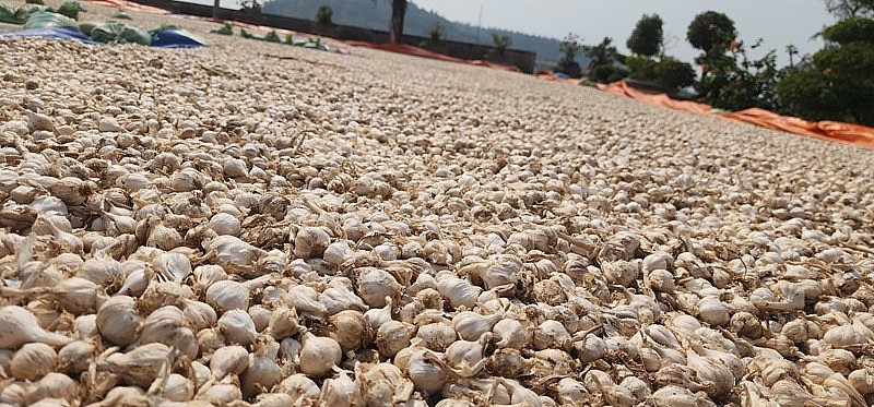 Nhiều nghiên cứu cho thấy, hàm lượng allicin - hoạt chất kháng khuẩn tự nhiên trong tỏi Lý Sơn cao hơn 30% so với loại trồng ở các vùng khác