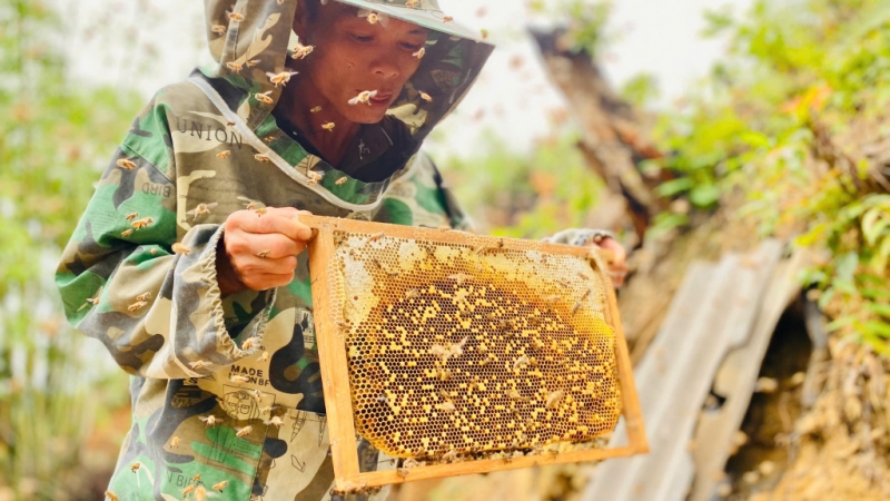 Người nuôi ong kiểm tra cầu ong trước khi quay lấy mật.