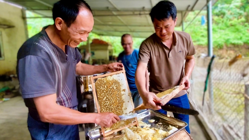 Khi lấy mật cần khéo léo rũ ong khỏi cầu, dùng dao sắc hớt nhẹ vít nắp lỗ tổ mật, đưa dao từ dưới lên trên tránh làm vỡ các lỗ tổ.