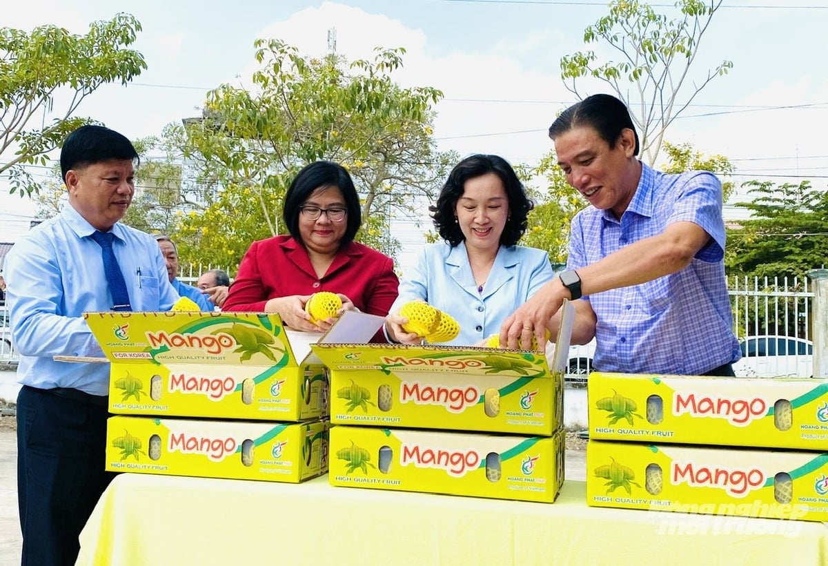 Xoài keo An Giang đạt chuẩn OCOP và được đóng gói xuất khẩu, đồng thời là một trong những sản phẩm tiêu biểu của địa phương. Ảnh: Lê Hoàng Vũ. Xoài keo An Giang đạt chuẩn OCOP và được đóng gói xuất khẩu, đồng thời là một trong những sản phẩm tiêu biểu của địa phương. Ảnh: Lê Hoàng Vũ.