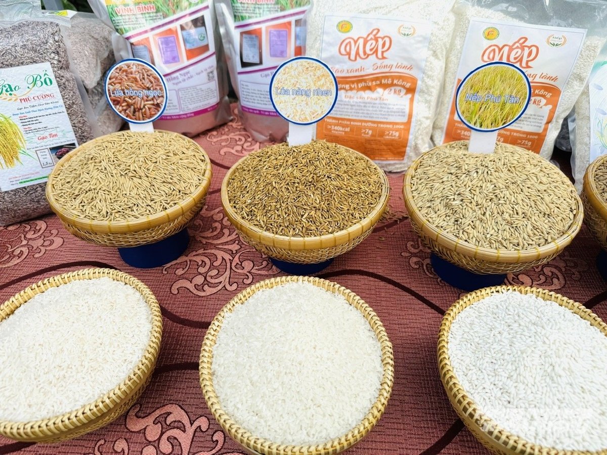 Các loại giống lúa, nếp đặc sản của An Giang như lúa tím, nếp Phú Tân… được trưng bày, giới thiệu trong chương trình trưng bày OCOP. Ảnh: Lê Hoàng Vũ. Các loại giống lúa, nếp đặc sản của An Giang như lúa tím, nếp Phú Tân… được trưng bày, giới thiệu trong chương trình trưng bày OCOP. Ảnh: Lê Hoàng Vũ.