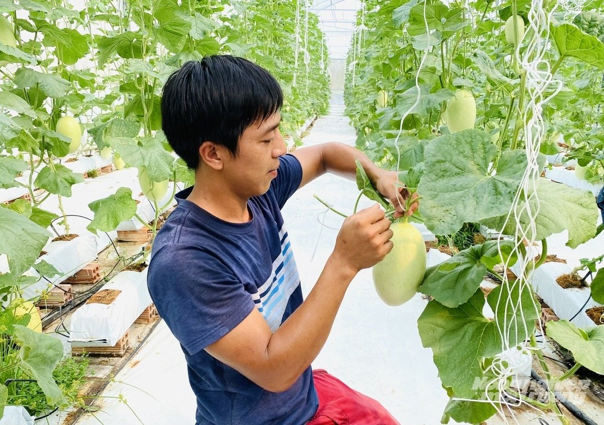 Nông dân An Giang chăm sóc dưa lưới trong nhà màng, mô hình sản xuất công nghệ cao mang lại hiệu quả kinh tế vượt trội. Ảnh: Lê Hoàng Vũ. Nông dân An Giang chăm sóc dưa lưới trong nhà màng, mô hình sản xuất công nghệ cao mang lại hiệu quả kinh tế vượt trội. Ảnh: Lê Hoàng Vũ.