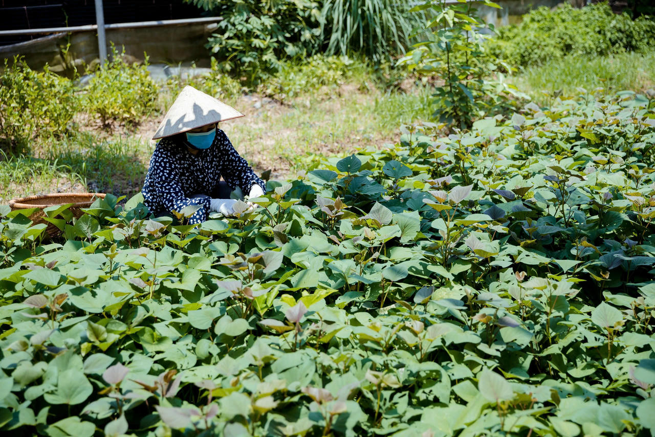 Anh nông dân ‘hô biến’ rau củ thành ống hút thân thiện với môi trường Anh Tám đã cùng HTX Sông Hồng và nhiều nông dân địa phương tạo vùng nguyên liệu trồng rau củ quả để làm nguồn sản xuất ống hút.