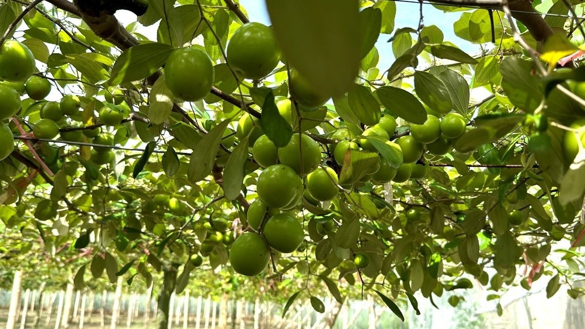 Táo Bàng La: Đặc sản trái mùa của người dân đất Cảng