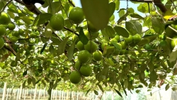 Táo Bàng La: Đặc sản trái mùa của người dân đất Cảng