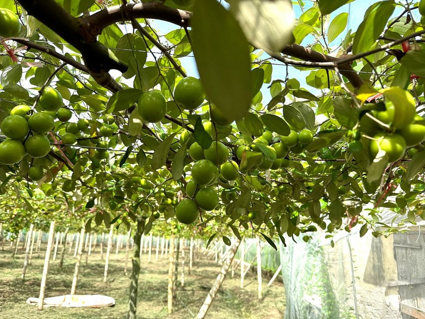 Vị táo ngọt thanh, chua nhẹ, giòn và mọng nước chỉ có duy nhất trong trái táo muối Bàng La. Vị táo ngọt thanh, chua nhẹ, giòn và mọng nước chỉ có duy nhất trong trái táo muối Bàng La.