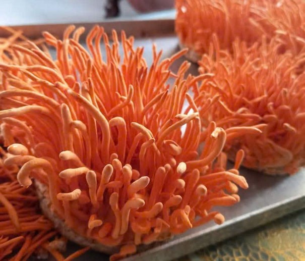 Ông Huấn đã học hỏi, nghiên cứu, thử nghiệm nuôi cấy Đông trùng hạ thảo 