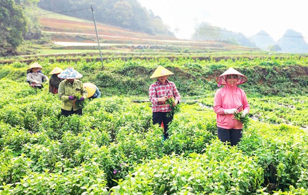 Mô hình trồng cây cỏ ngọt của Hợp tác xã Thảo Đường Vinh - hướng đi mới trong phát triển nông nghiệp địa phương. Mô hình trồng cây cỏ ngọt của Hợp tác xã Thảo Đường Vinh - hướng đi mới trong phát triển nông nghiệp địa phương.