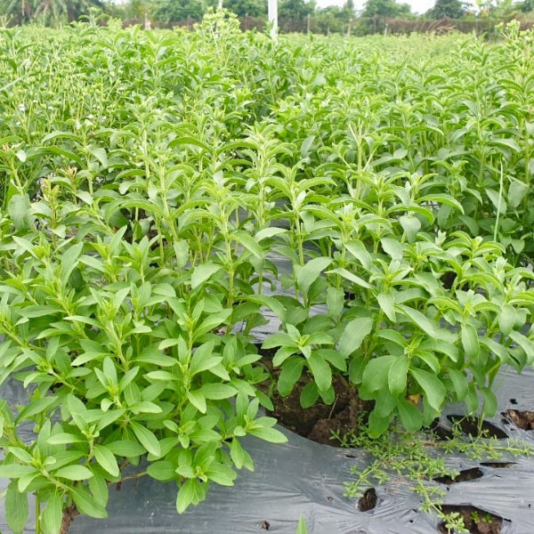 Cỏ ngọt có ưu thế hơn nhiều so với các loại cây trồng khác. Cỏ ngọt có ưu thế hơn nhiều so với các loại cây trồng khác.