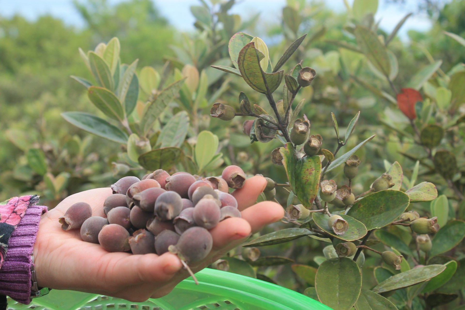 Từ trái sim rừng đến đặc sản đạt chất lượng OCOP Từ trái sim rừng đến đặc sản đạt chất lượng OCOP