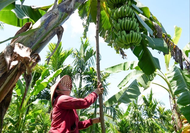 OCOP nâng tầm sản phẩm nông nghiệp ở Lãnh Ngọc OCOP nâng tầm sản phẩm nông nghiệp ở Lãnh Ngọc