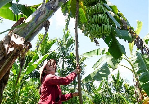 ocop nang tam san pham nong nghiep o lanh ngoc
