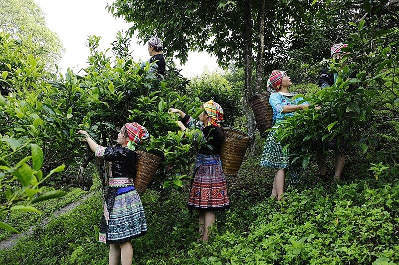 Người dân nay đã biết biến những đồi chè Shan thành điểm du lịch thu hút, thay vì chỉ sống dựa vào canh tác, khai thác chè theo hướng thủ công truyền thống Người dân nay đã biết biến những đồi chè Shan thành điểm du lịch thu hút, thay vì chỉ sống dựa vào canh tác, khai thác chè theo hướng thủ công truyền thống