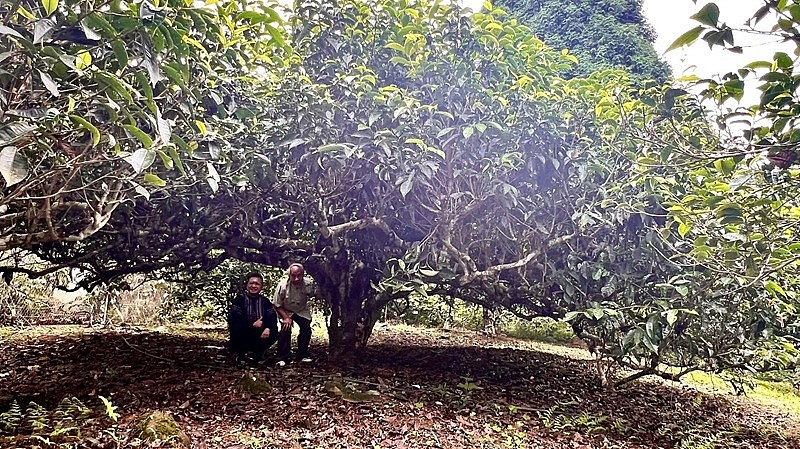 Lào Cai:  Không gian văn hoá trà Suối Giàng – Biểu tượng du lịch xanh gắn kết cộng đồng Lào Cai:  Không gian văn hoá trà Suối Giàng – Biểu tượng du lịch xanh gắn kết cộng đồng