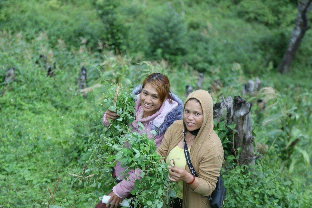 Đặc sản sâm dây Kon Tum Đặc sản sâm dây Kon Tum