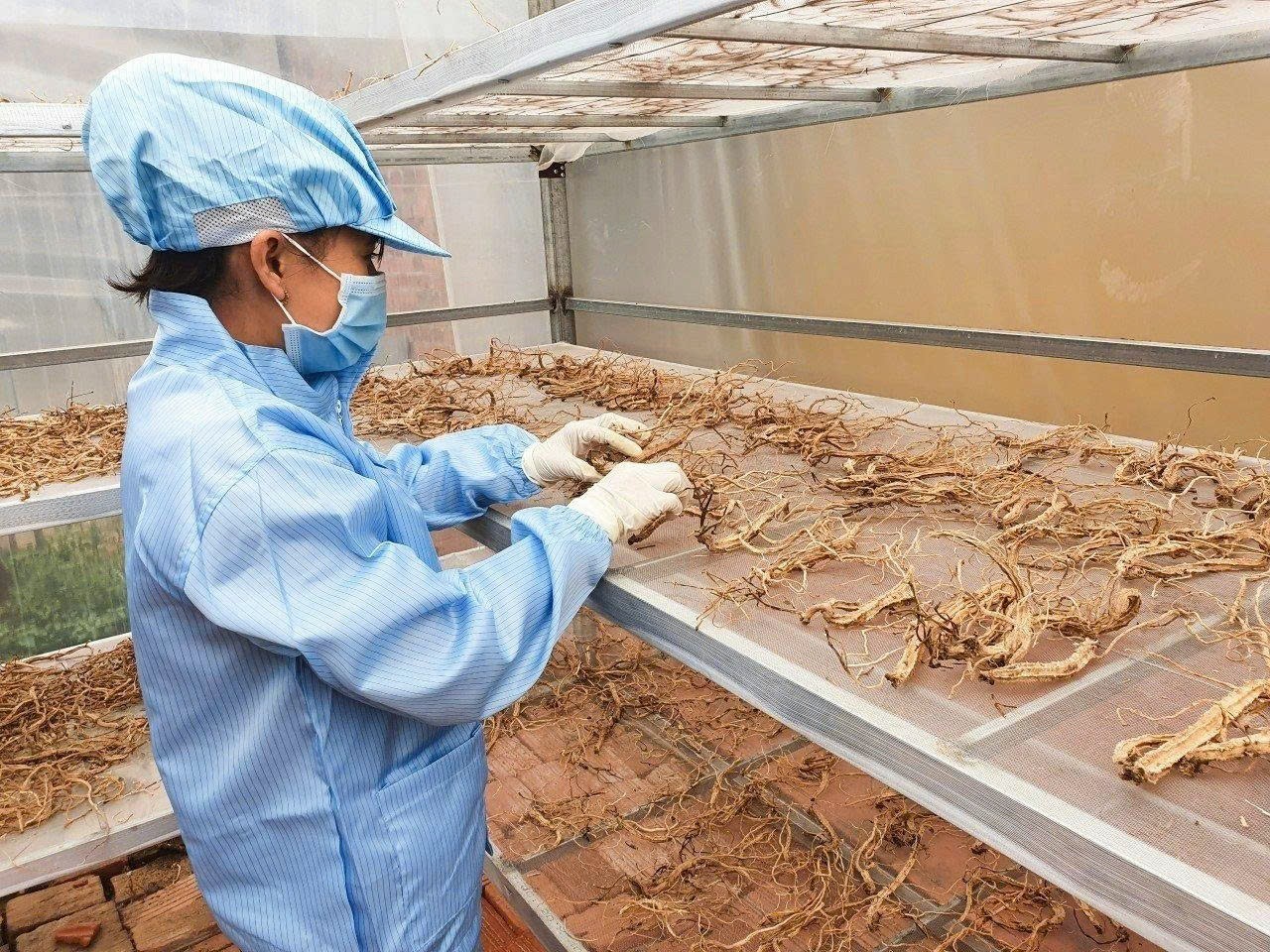 Đặc sản sâm dây Kon Tum Đặc sản sâm dây Kon Tum