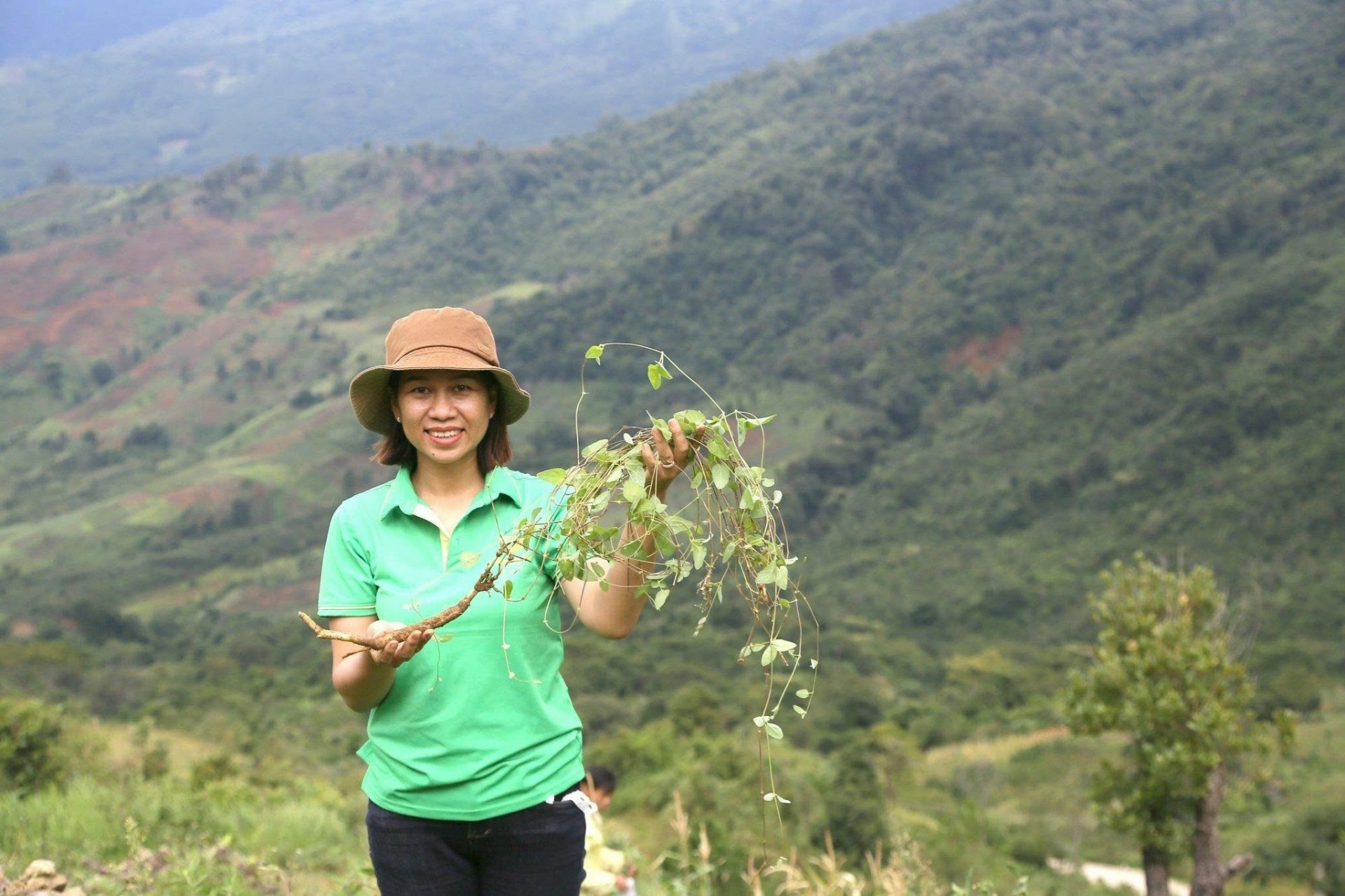 Đặc sản sâm dây Kon Tum Đặc sản sâm dây Kon Tum