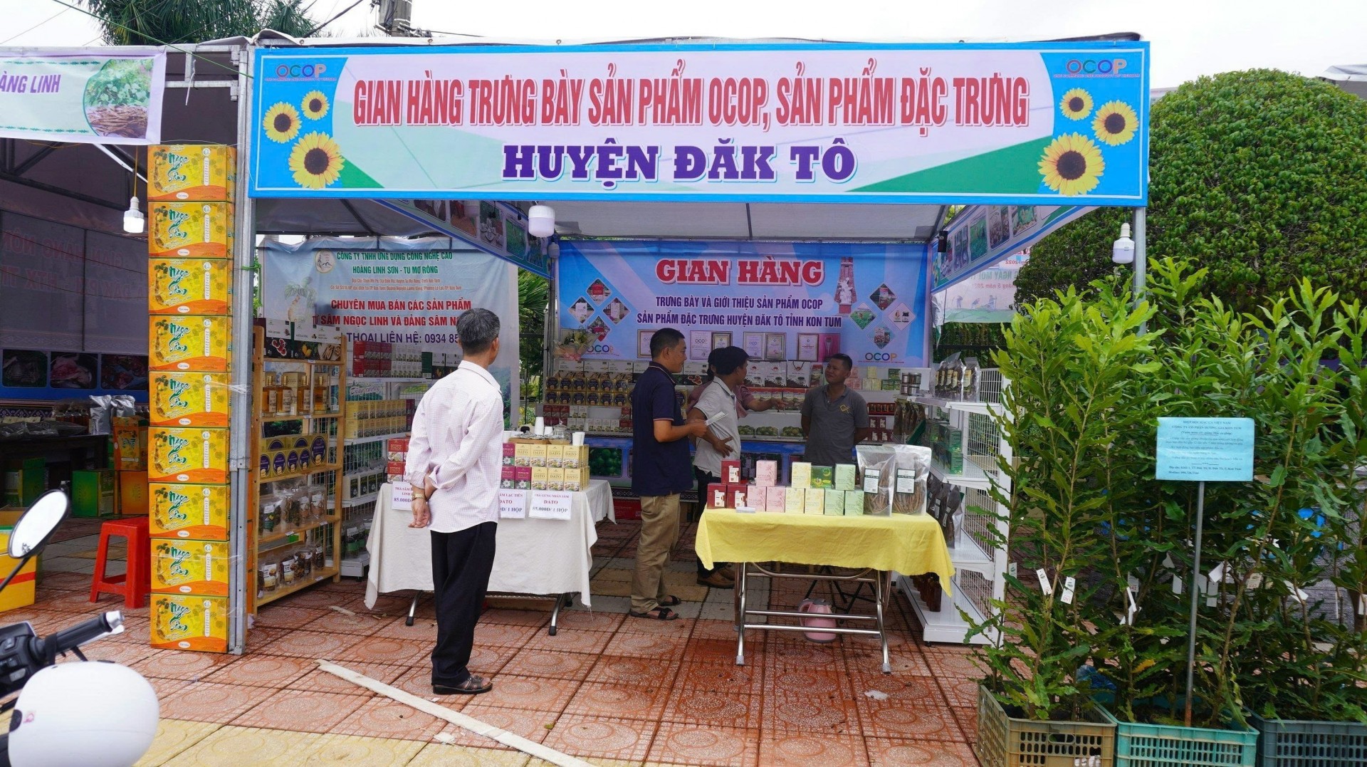 Đặc sản sâm dây Kon Tum Đặc sản sâm dây Kon Tum