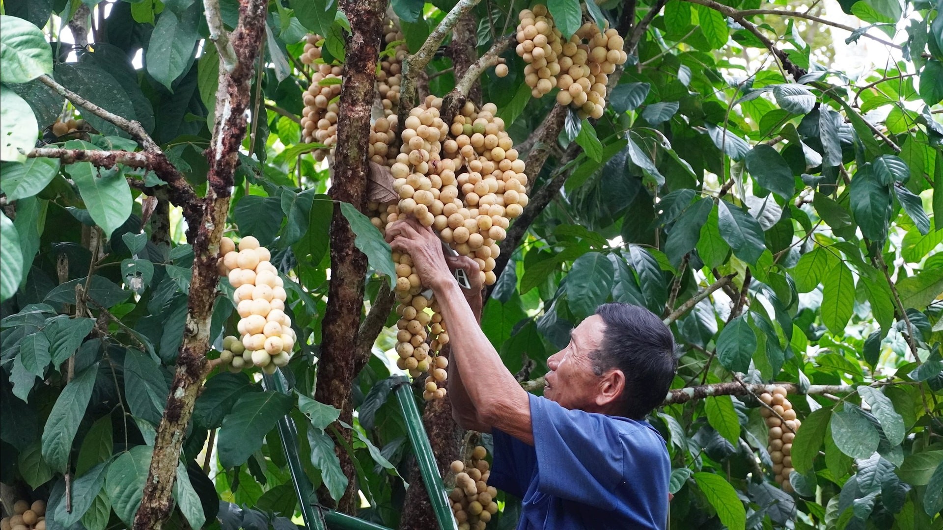 Liên kết vùng nguyên liệu để nâng tầm giá trị nông sản địa phương Liên kết vùng nguyên liệu để nâng tầm giá trị nông sản địa phương