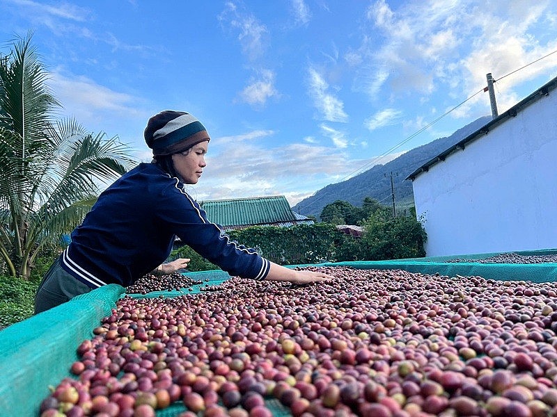 Chị Huỳnh Thị Phượng, Chủ tịch HTX Nông nghiệp sinh thái Phượng Hoàng, người dân tộc Kinh, nhưng lại mang nặng trên mình tình yêu, sự trăn trở với cuộc sống của chị em vùng cao Chị Huỳnh Thị Phượng, Chủ tịch HTX Nông nghiệp sinh thái Phượng Hoàng, người dân tộc Kinh, nhưng lại mang nặng trên mình tình yêu, sự trăn trở với cuộc sống của chị em vùng cao