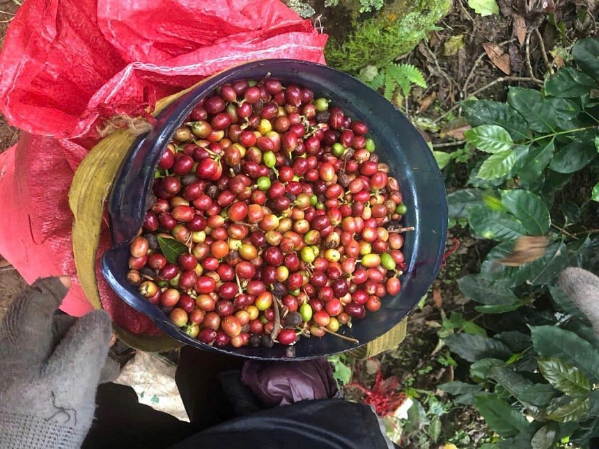 Theo chị Phượng, trước đây, bà con địa phương thường chỉ hái cà phê xanh bán cho thương lái, dẫn đến giá trị thấp, lại dễ xảy ra tình trạng “được mùa, mất giá” Theo chị Phượng, trước đây, bà con địa phương thường chỉ hái cà phê xanh bán cho thương lái, dẫn đến giá trị thấp, lại dễ xảy ra tình trạng “được mùa, mất giá”
