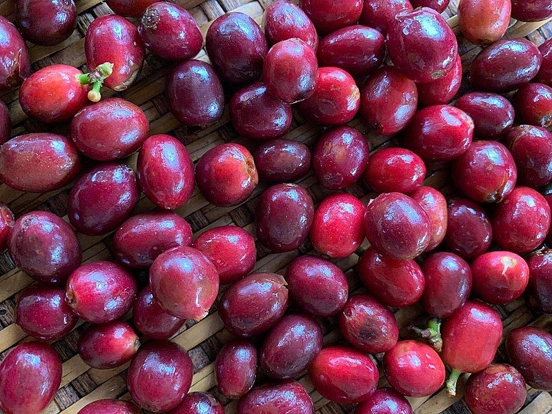 Cà phê và mắc ca hiện là một trong những sản phẩm nông sản chủ lực của HTX, đạt chứng nhận OCOP 3 sao năm 2024 Cà phê và mắc ca hiện là một trong những sản phẩm nông sản chủ lực của HTX, đạt chứng nhận OCOP 3 sao năm 2024