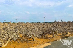 Người trồng đào Cam Giá mong được hỗ trợ khôi phục sản xuất sau bão lũ
