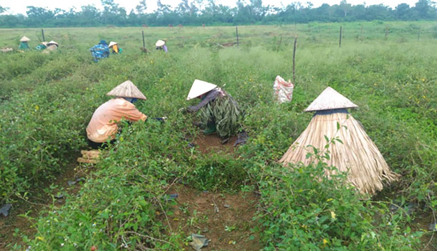 Trà Phúc Lộc Thọ SADU: Niềm tự hào OCOP 5 sao của Chương Mỹ Trà Phúc Lộc Thọ SADU: Niềm tự hào OCOP 5 sao của Chương Mỹ
